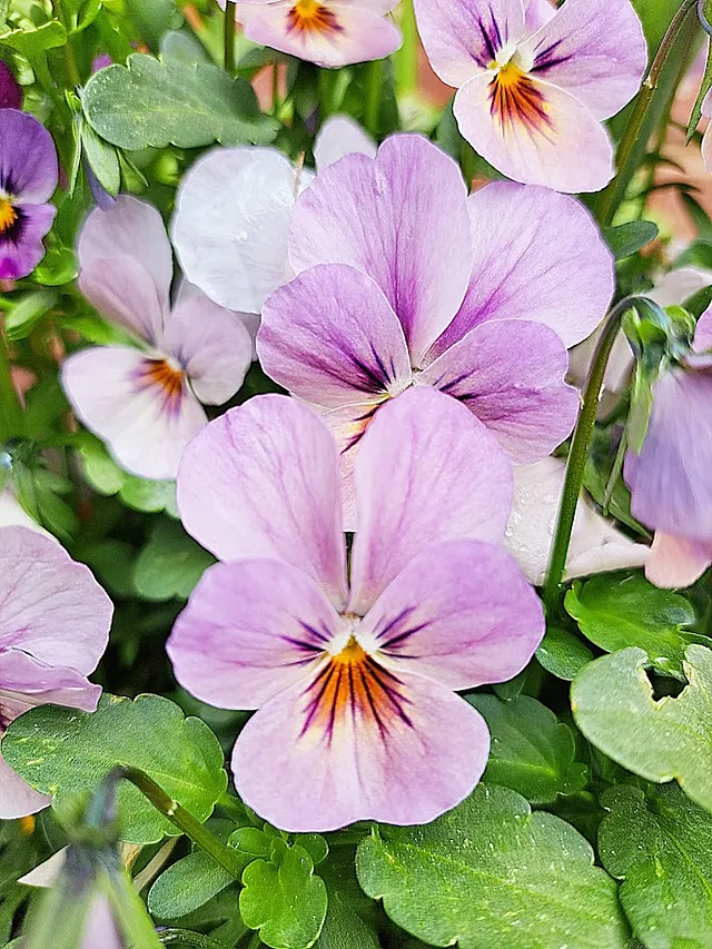 Bachs Blomsterterapi